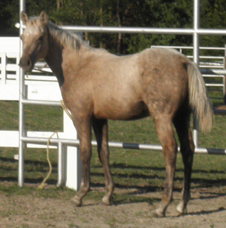 BuckHorsesForSalejpg
